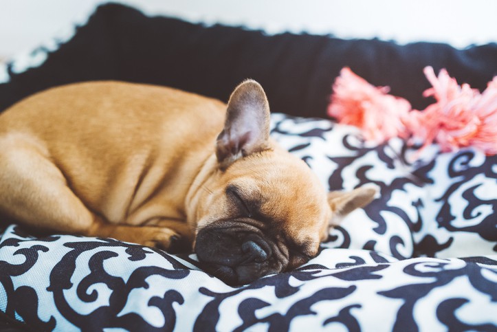 Hotels with the Best Puppy Perks: Hollywood Hotel